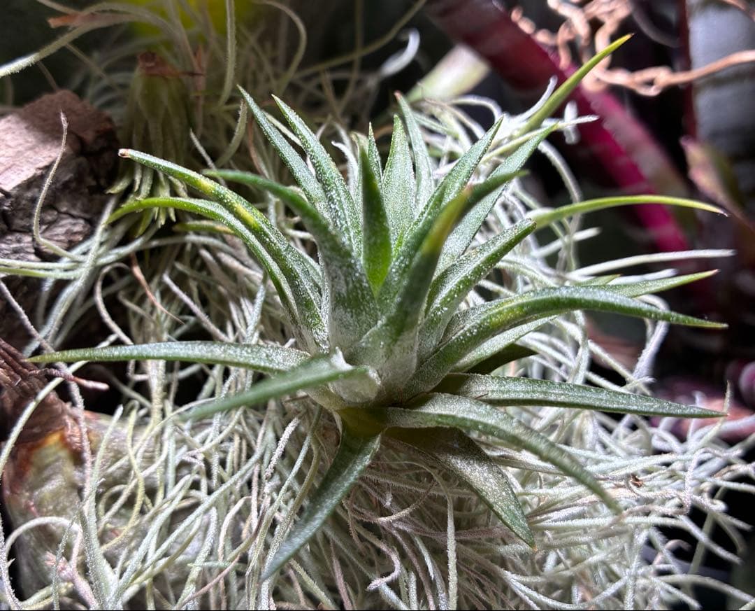 ブロメリア・エアープランツ Tillandsia ionantha Orange T'S TROPICALS