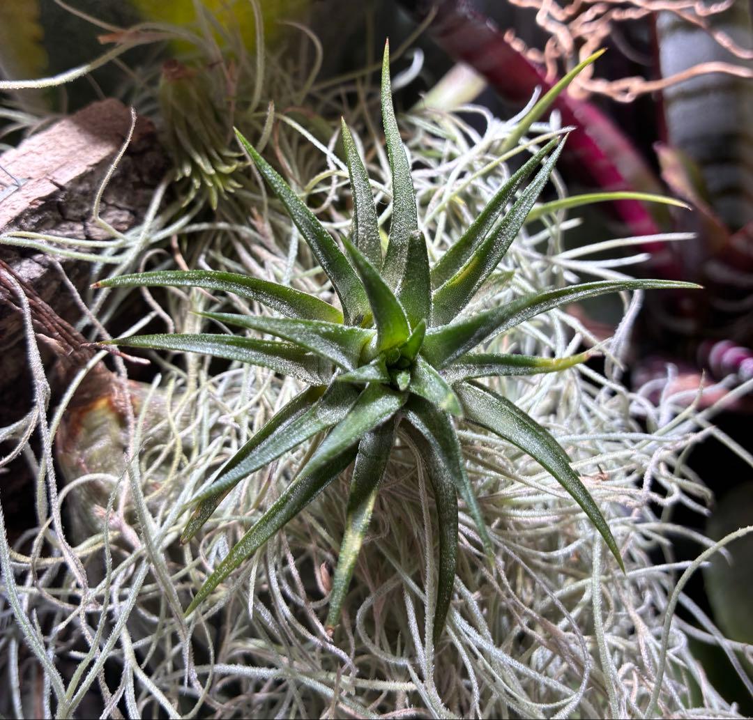 ブロメリア・エアープランツ Tillandsia ionantha Orange T'S TROPICALS