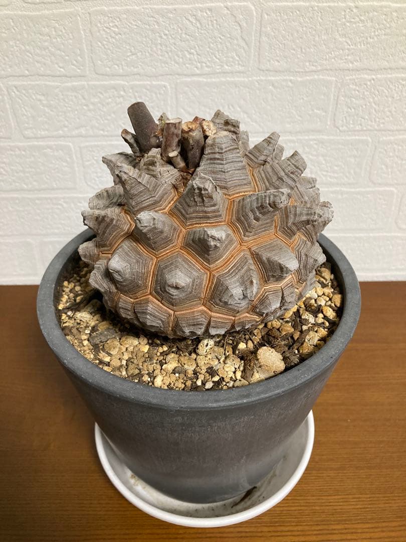 リ*ー様 【極上品】長谷川園芸　亀甲竜1-1