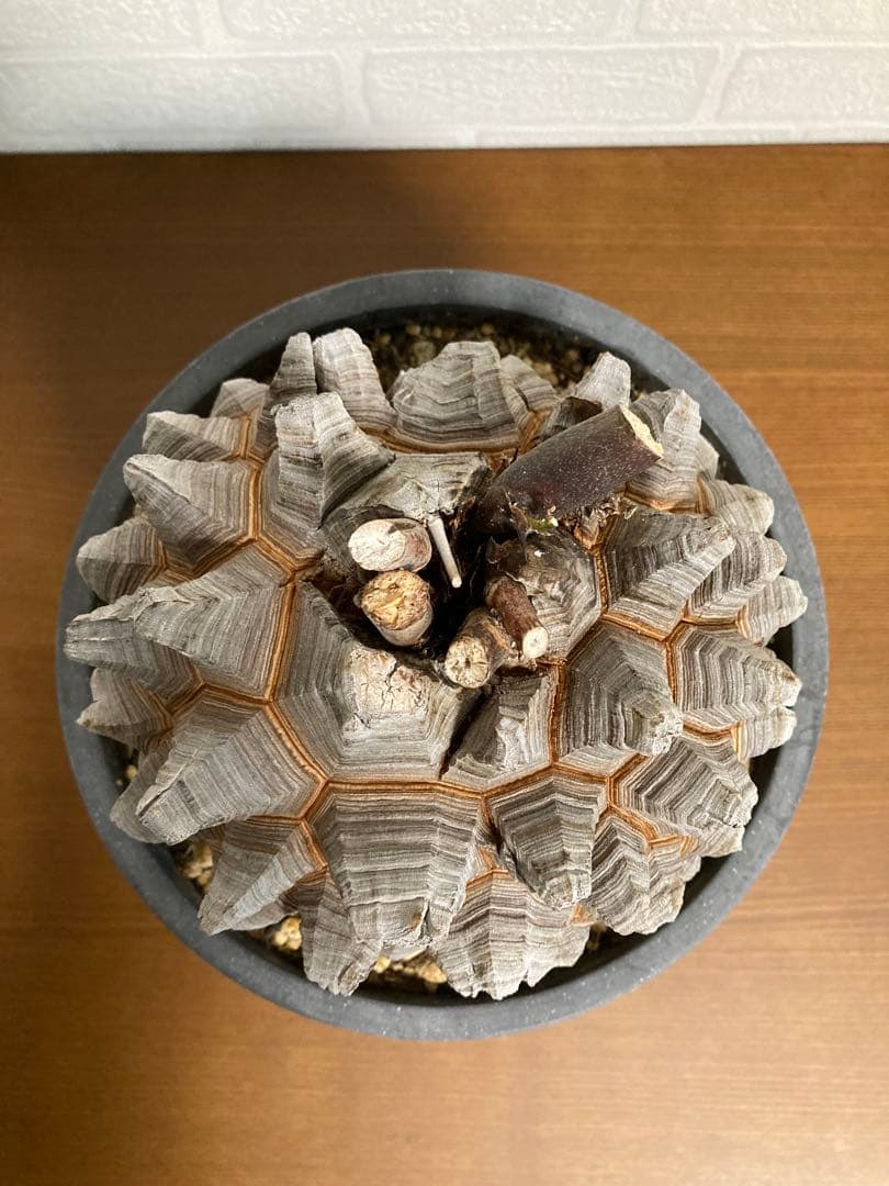 リ*ー様 【極上品】長谷川園芸　亀甲竜1-1