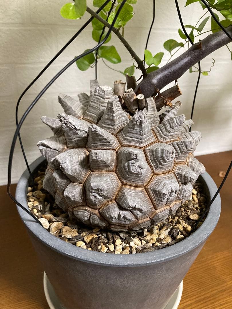 リ*ー様 【極上品】長谷川園芸　亀甲竜1-1