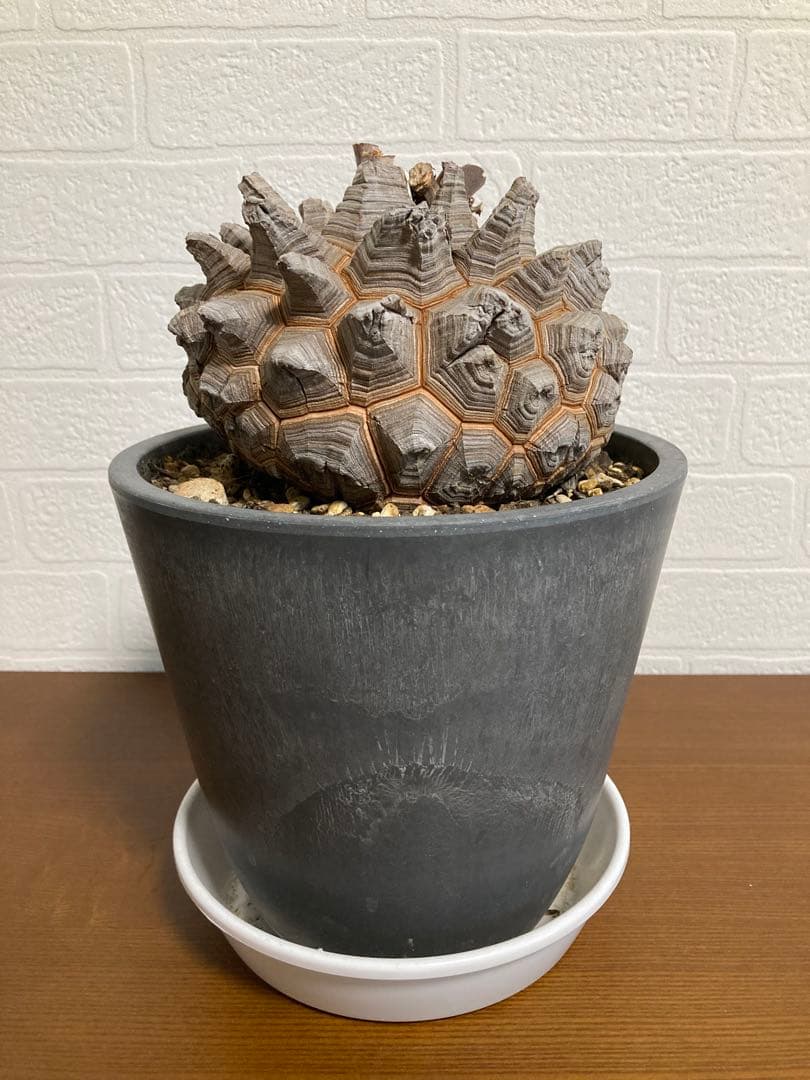 リ*ー様 【極上品】長谷川園芸　亀甲竜1-1