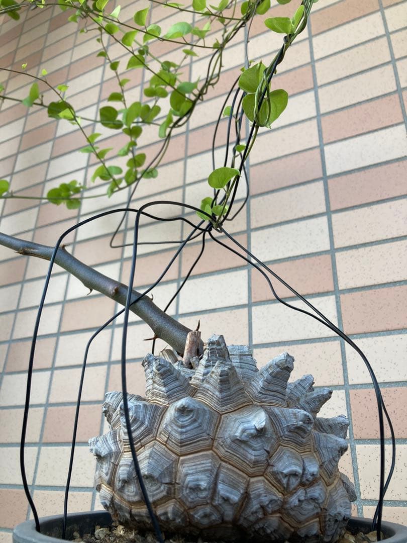 リ*ー様 【極上品】長谷川園芸　亀甲竜1-1