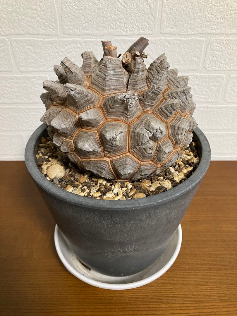 リ*ー様 【極上品】長谷川園芸　亀甲竜1-1