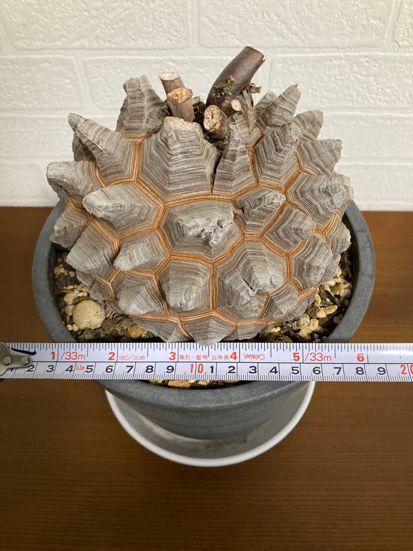 リ*ー様 【極上品】長谷川園芸　亀甲竜1-1