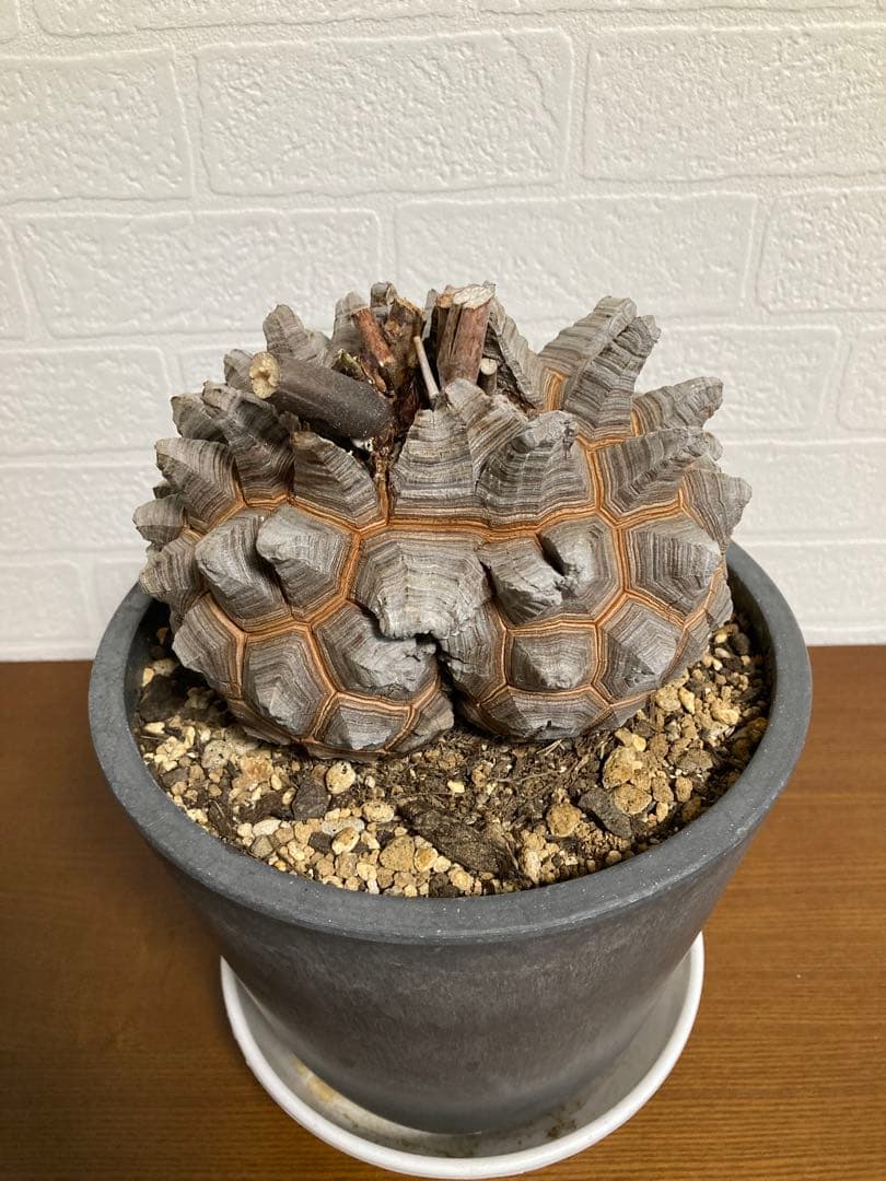 リ*ー様 【極上品】長谷川園芸　亀甲竜1-1