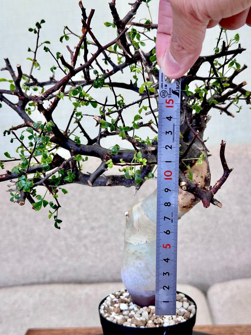 コミフォラ ピュアカタフ ソマリア産 コレクション 多枝 - メルカリ