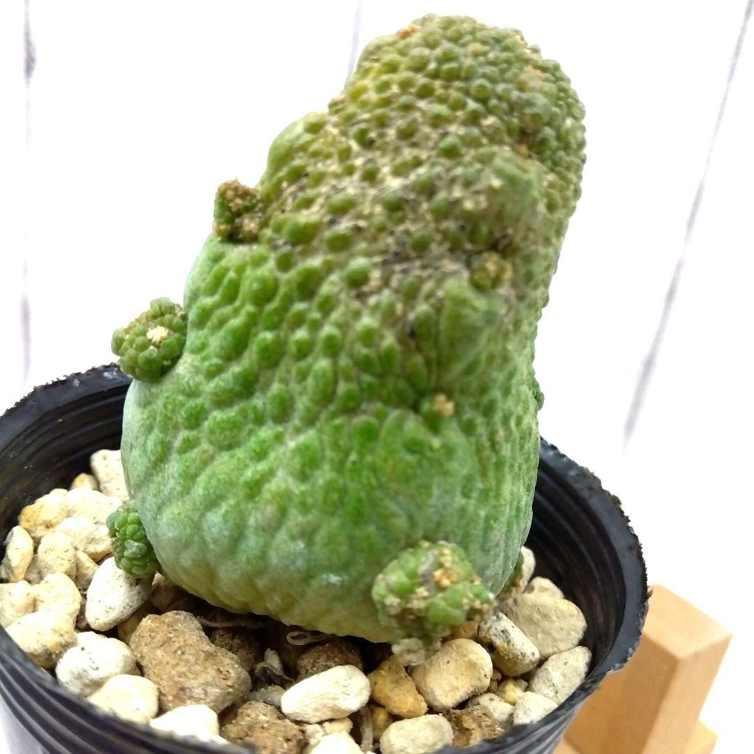 ☆M239☆ 珍品 プセウドリトス ハラルドヘラヌス 抜き苗発送【速達付】