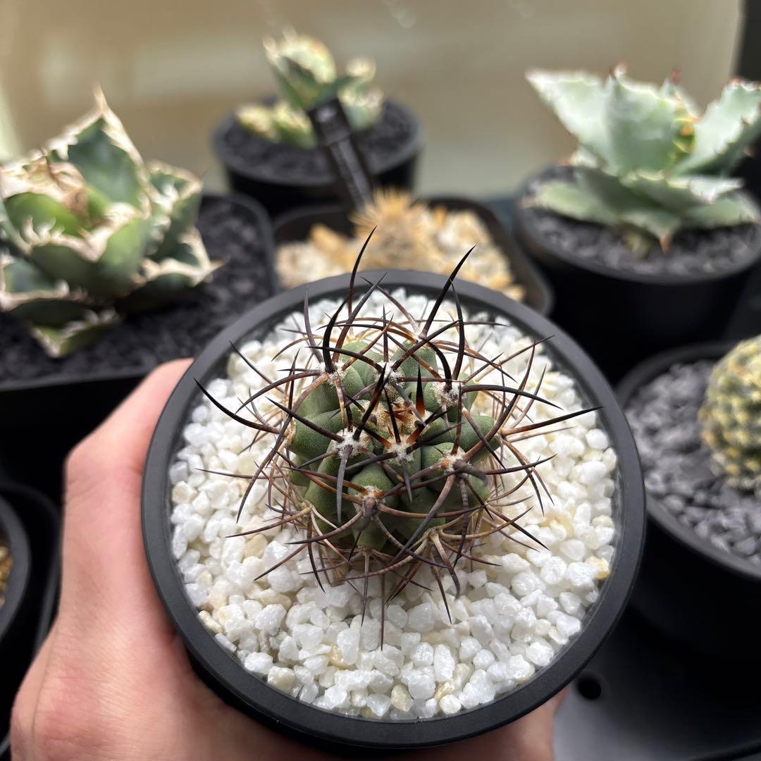 【極稀少】Eriosyce zorillaensis KP-2180