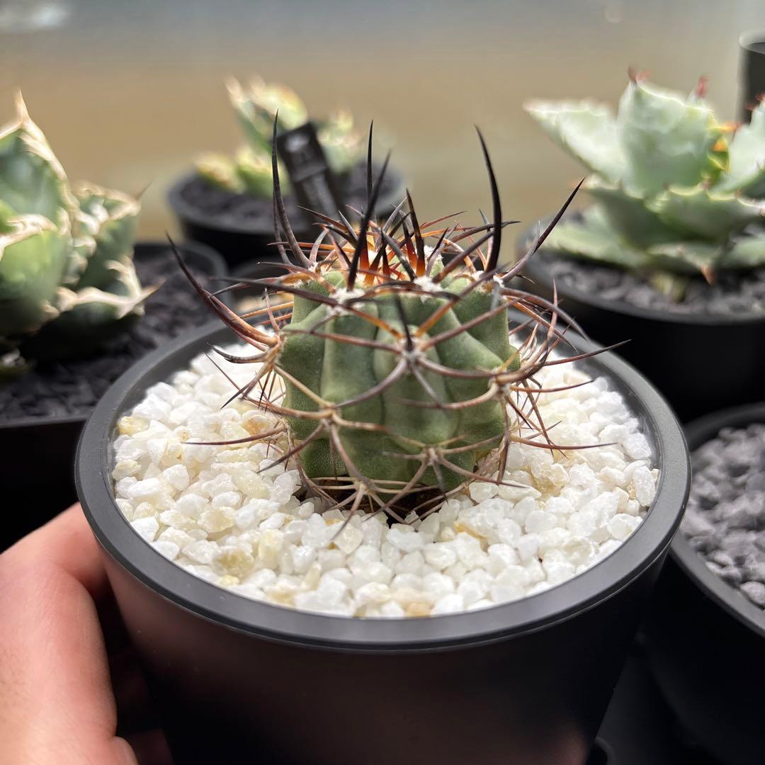 【極稀少】Eriosyce zorillaensis KP-2180