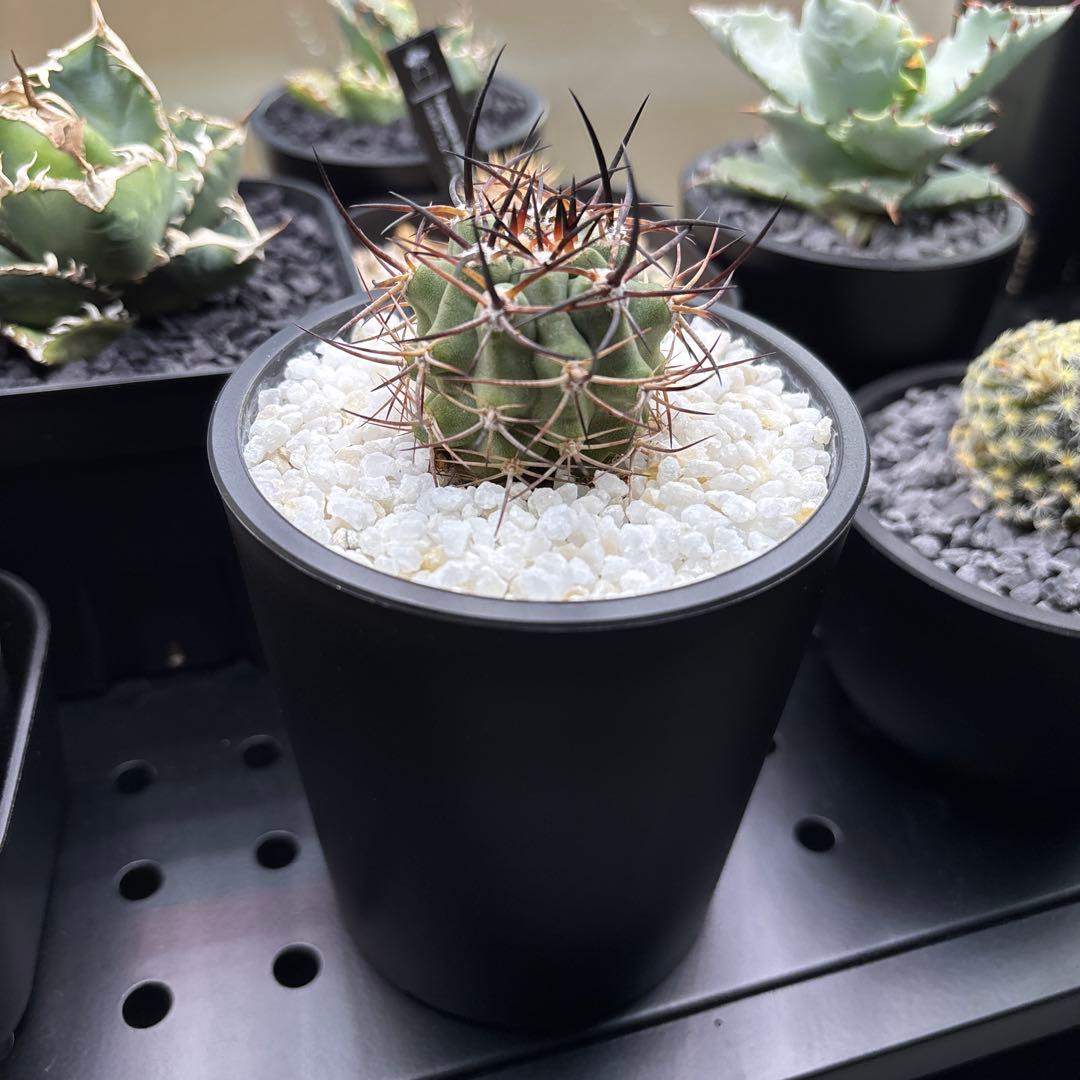 【極稀少】Eriosyce zorillaensis KP-2180