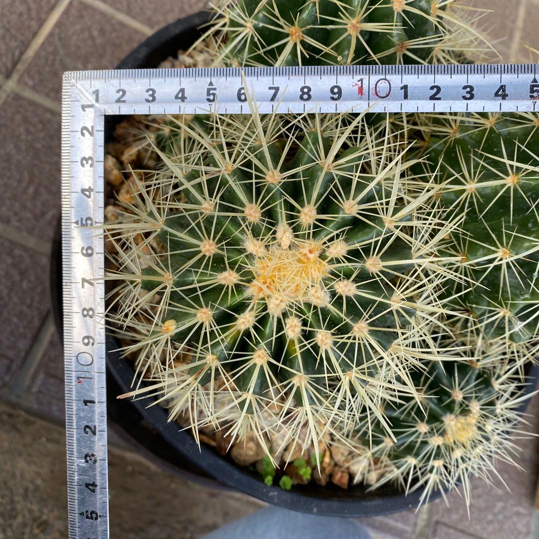 サボテン 約20cm 金鯱 キンシャチ エキノカクタス ドライガーデン