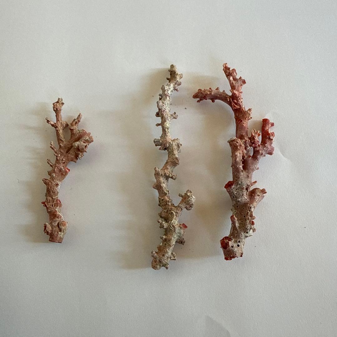 天然珊瑚枝　30.2g