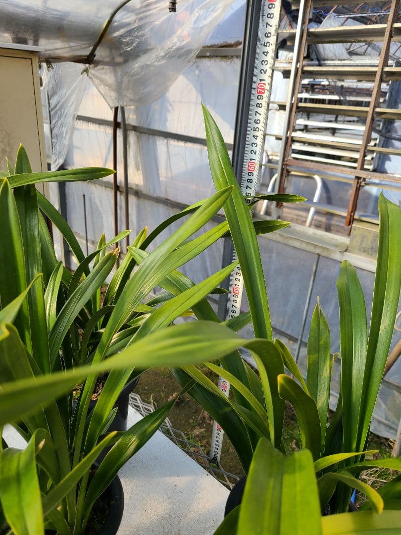 フォアゴットンフルーツ。花芽合計19個。5鉢セット。蜜蜂誘引蘭。シンビジューム