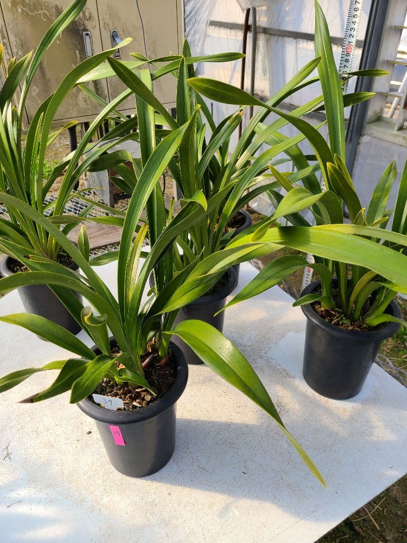 フォアゴットンフルーツ。花芽合計19個。5鉢セット。蜜蜂誘引蘭。シンビジューム