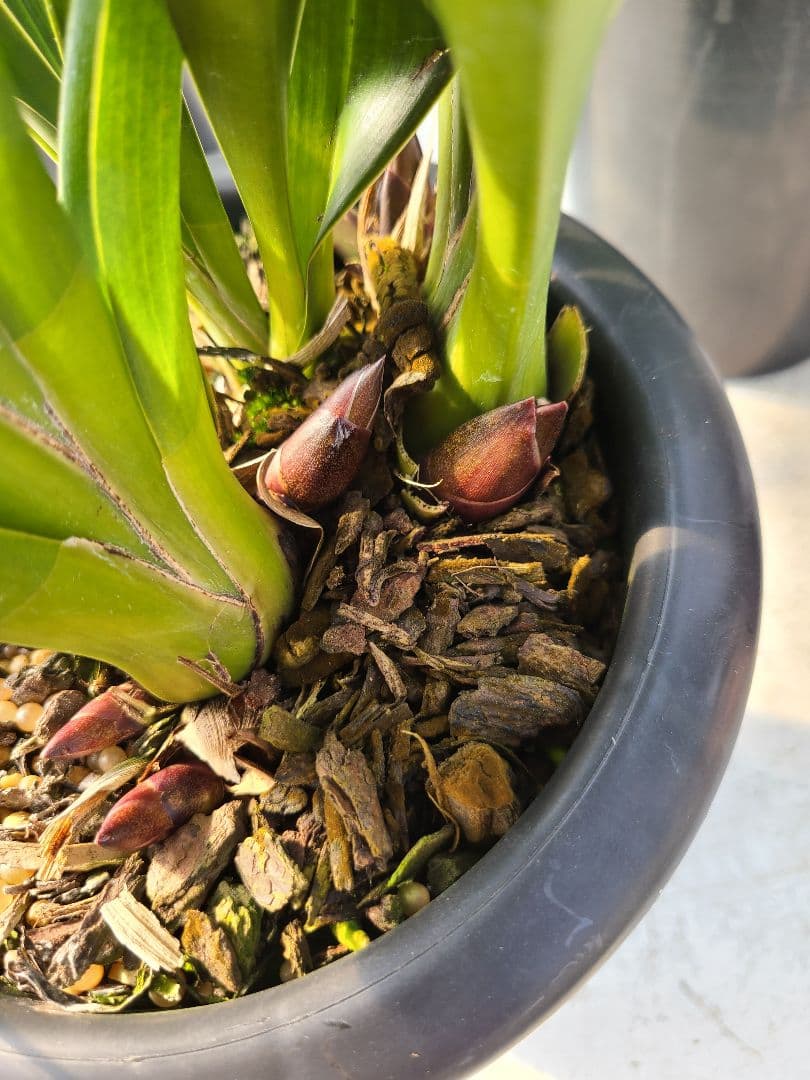 フォアゴットンフルーツ。花芽合計19個。5鉢セット。蜜蜂誘引蘭。シンビジューム