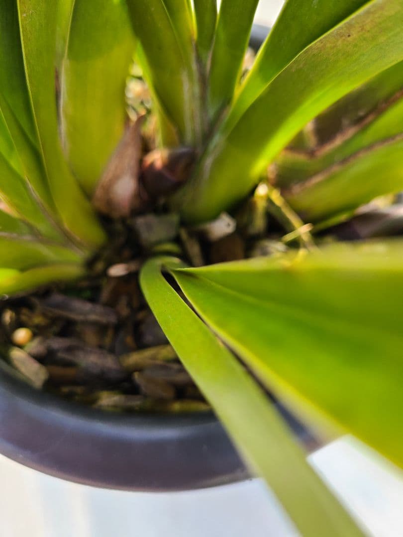 フォアゴットンフルーツ。花芽合計19個。5鉢セット。蜜蜂誘引蘭。シンビジューム