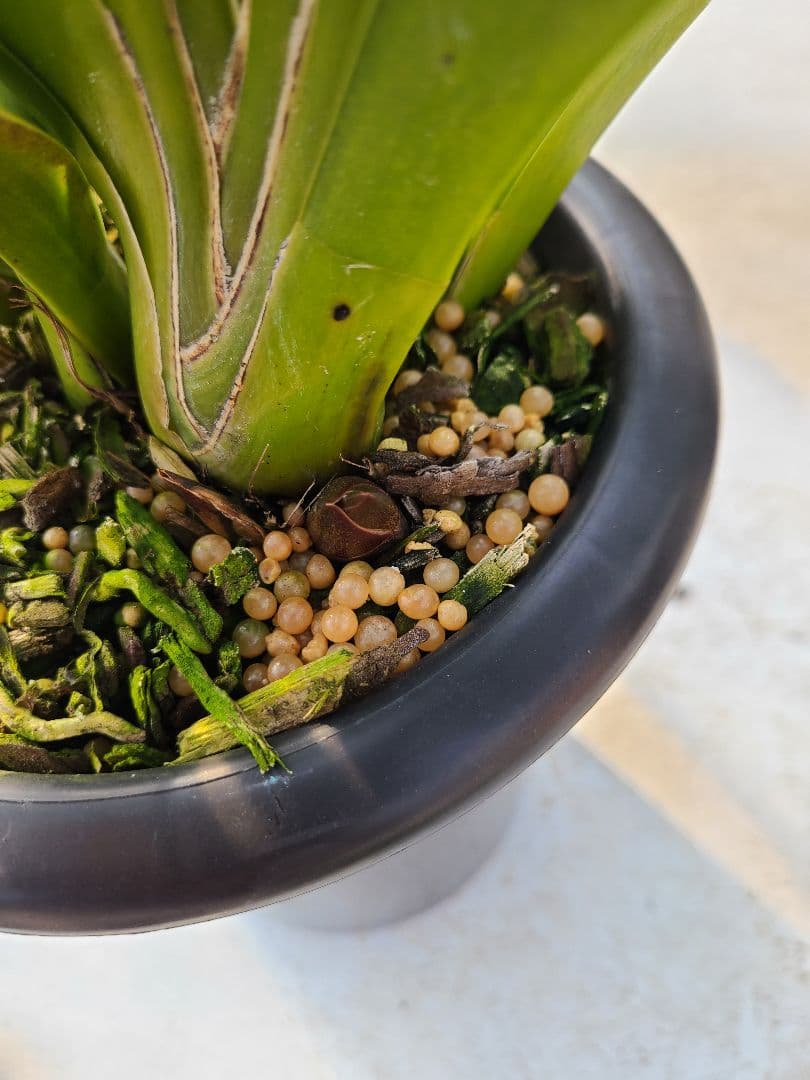 フォアゴットンフルーツ。花芽合計19個。5鉢セット。蜜蜂誘引蘭。シンビジューム