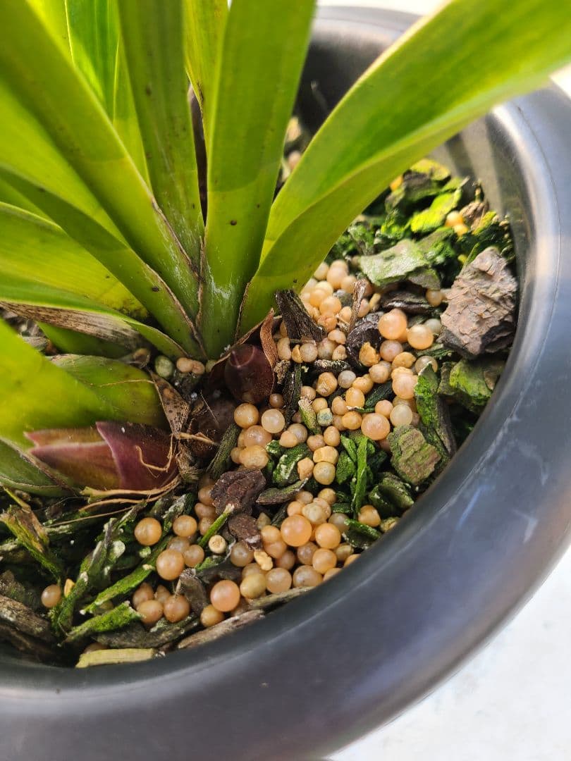 フォアゴットンフルーツ。花芽合計19個。5鉢セット。蜜蜂誘引蘭。シンビジューム