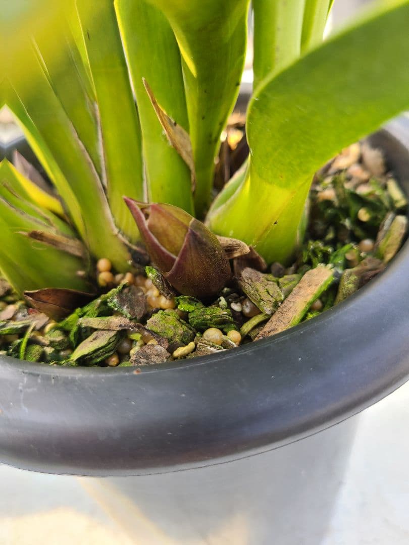 フォアゴットンフルーツ。花芽合計19個。5鉢セット。蜜蜂誘引蘭。シンビジューム