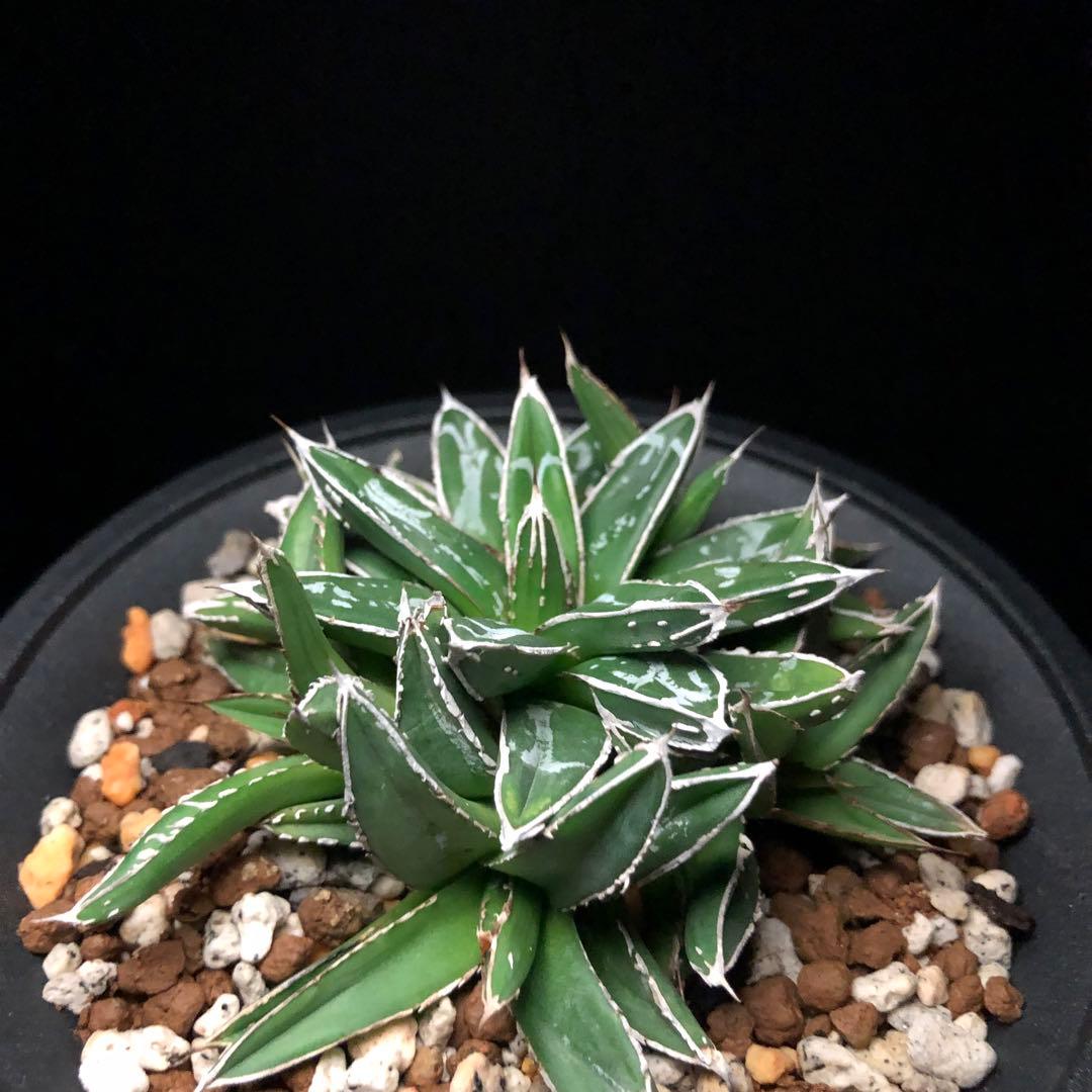 アガベ 笹の雪‼️ 名峰富士 ‼️ 5子株付き - メルカリ