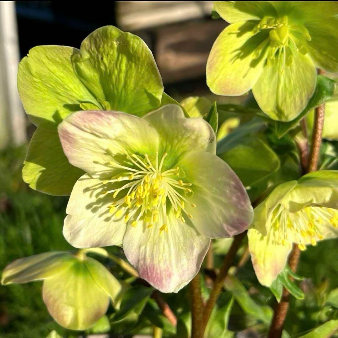 よ*ん様 ❤️開花株❤️BRIAR ROSE同一交配930Ash【ASHWOOD