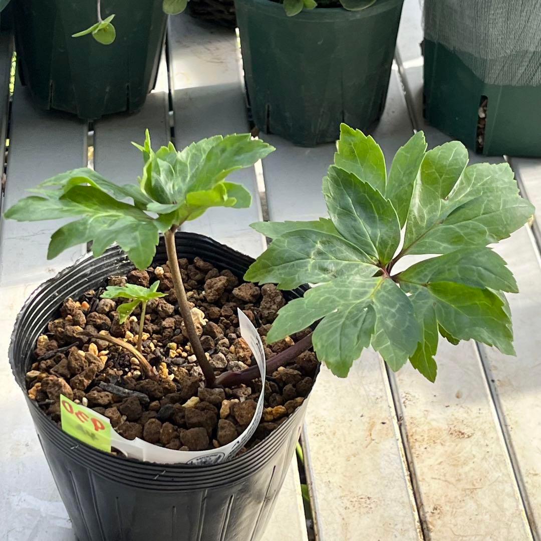 よ*ん様 ❤️開花株❤️BRIAR ROSE同一交配930Ash【ASHWOOD