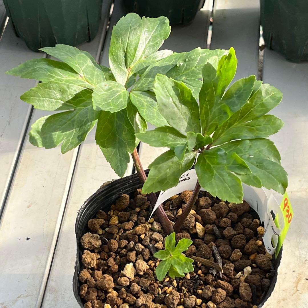 よ*ん様 ❤️開花株❤️BRIAR ROSE同一交配930Ash【ASHWOOD