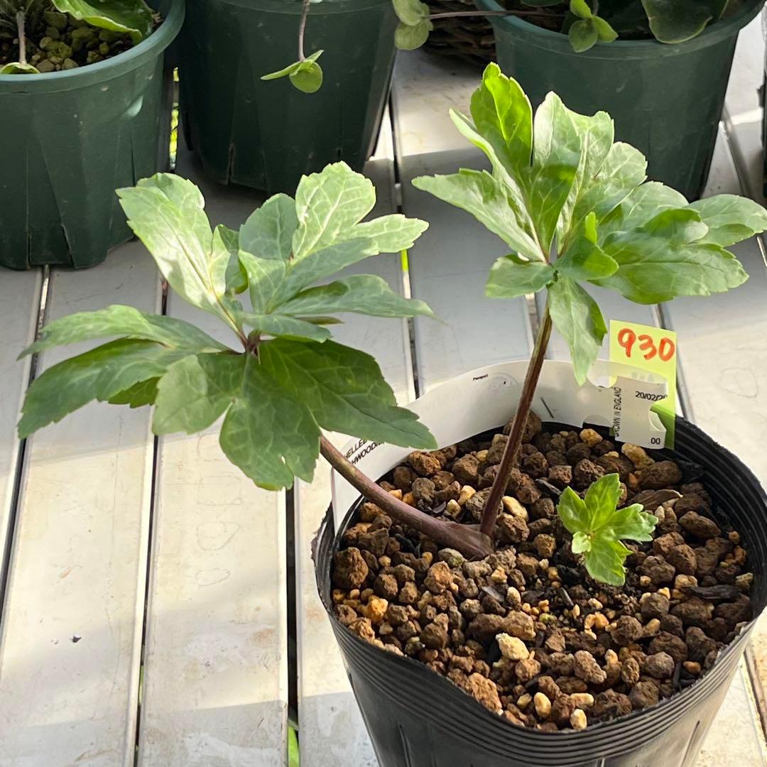 よ*ん様 ❤️開花株❤️BRIAR ROSE同一交配930Ash【ASHWOOD