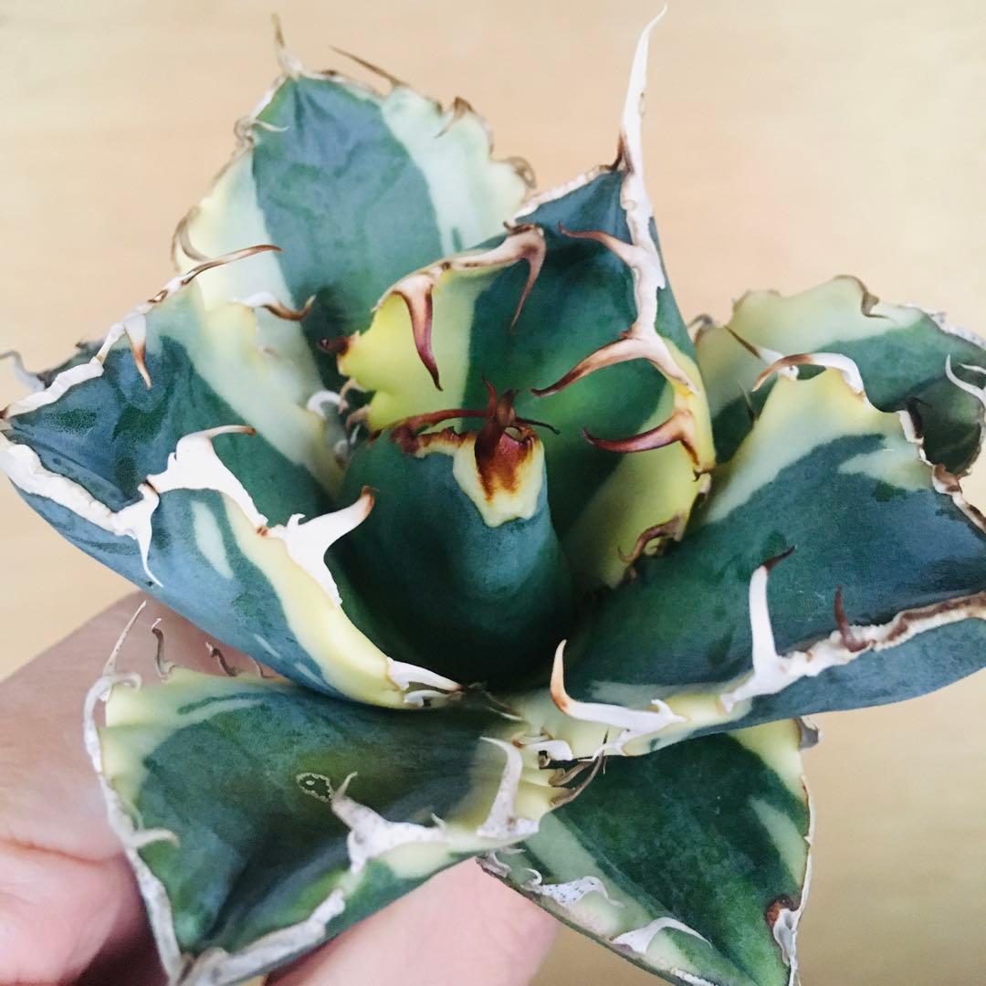 3 白鯨錦 クリーム覆輪斑 丸厚短葉ボールタイプ 強棘 TC株 アガベ チタノタ