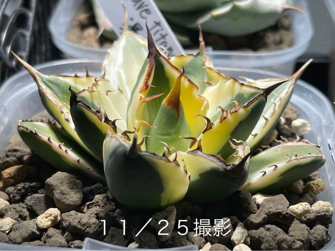 アガベチタノタ　スナグルトゥース　短葉