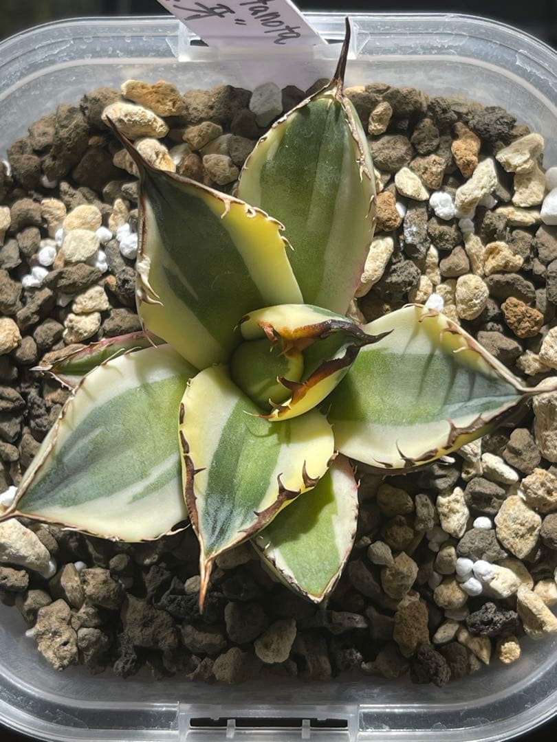 アガベチタノタ　スナグルトゥース　短葉