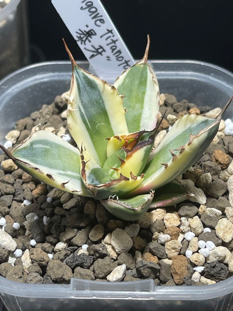 アガベチタノタ　スナグルトゥース　短葉