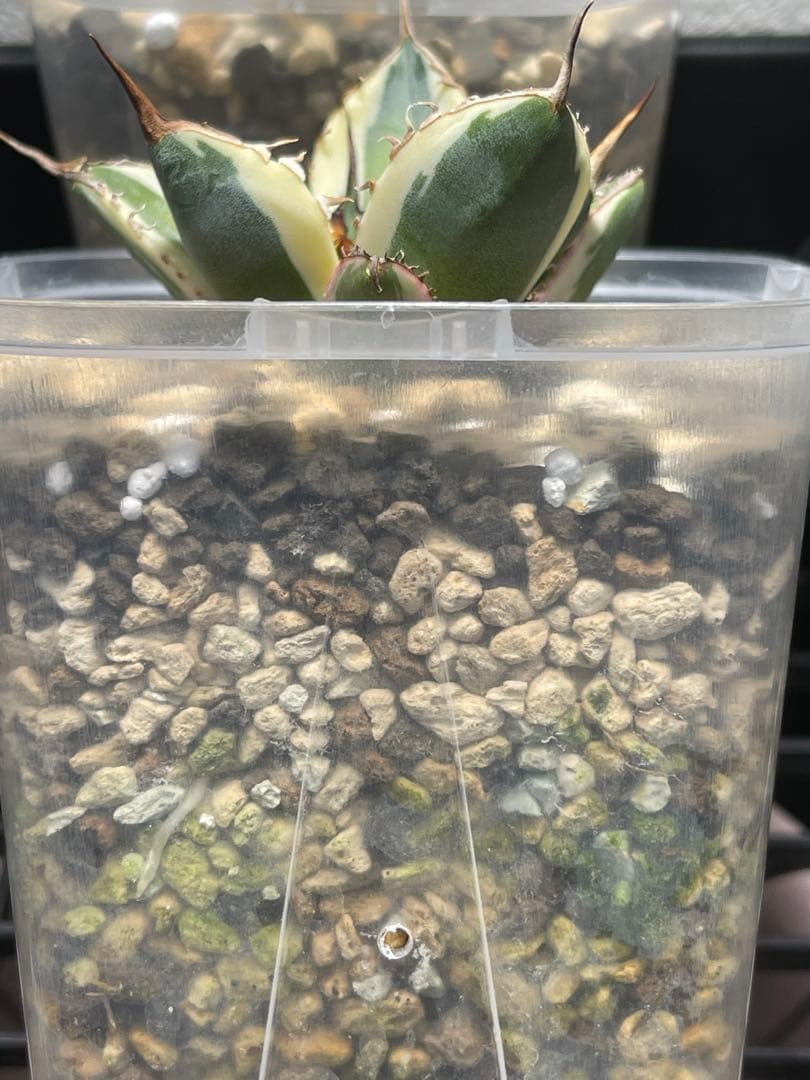 アガベチタノタ　スナグルトゥース　短葉