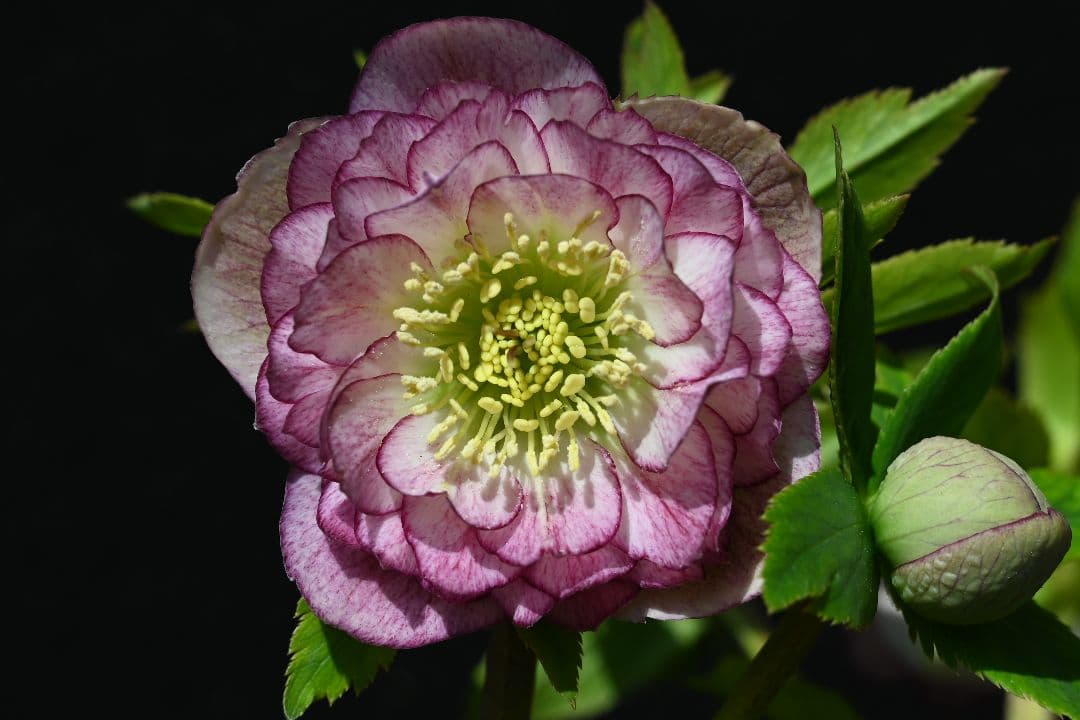 クリスマスローズ 小輪多弁系レッドグラデーション 加藤農園 - メルカリ