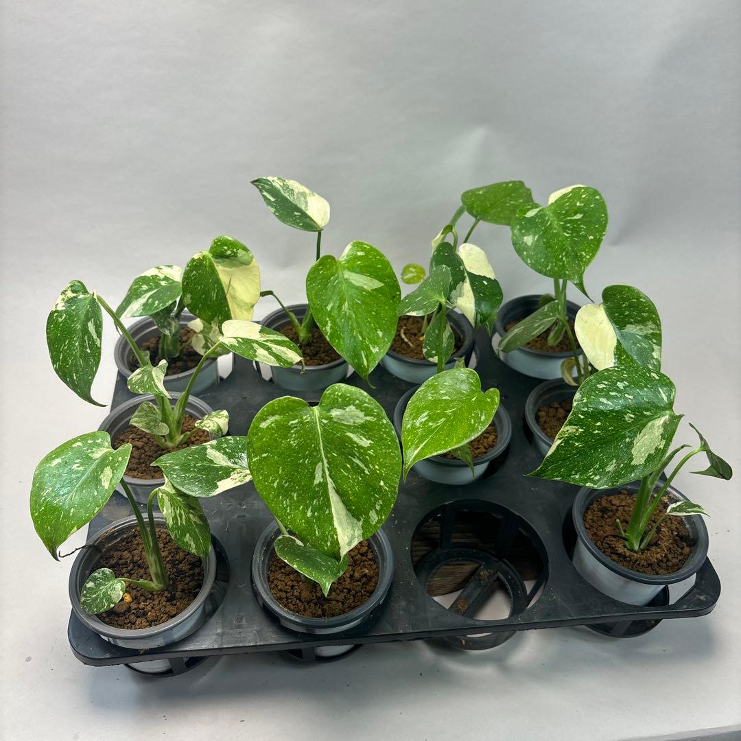 ぷ*慎様 10株セットms35【特別選抜】モンステラ・タイコンステレーション 斑