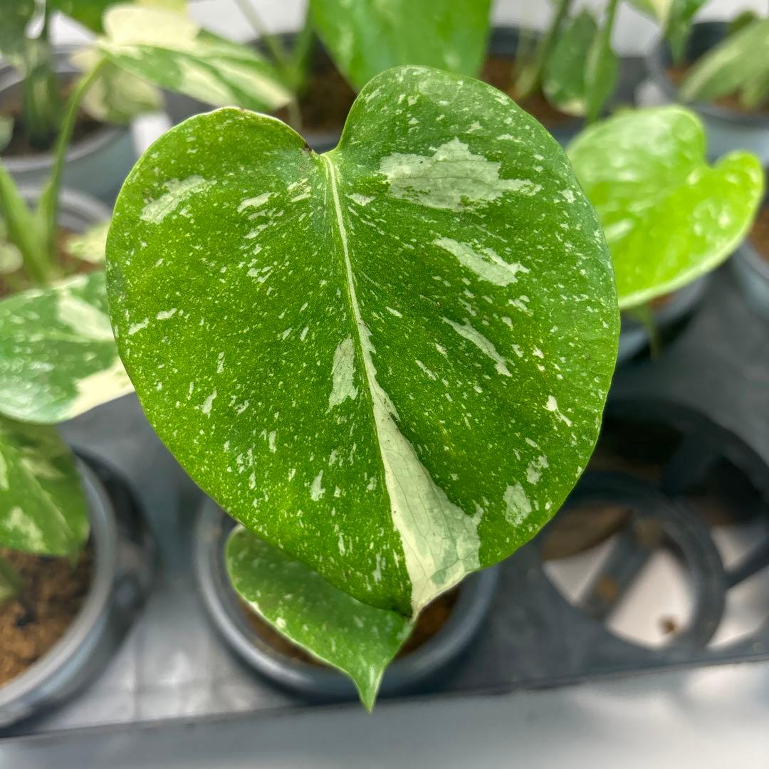 ぷ*慎様 10株セットms35【特別選抜】モンステラ・タイコンステレーション 斑