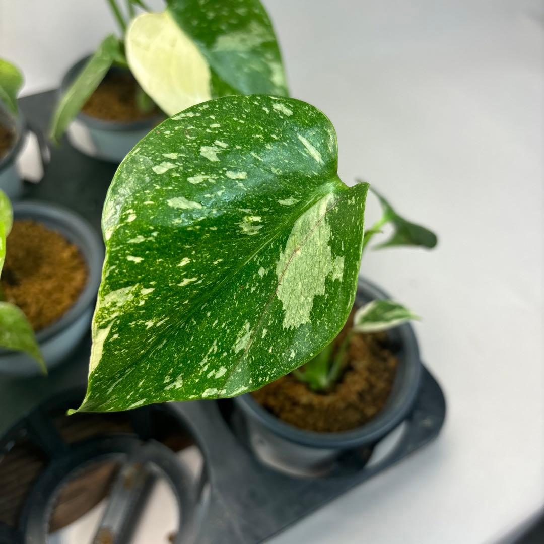 ぷ*慎様 10株セットms35【特別選抜】モンステラ・タイコンステレーション 斑