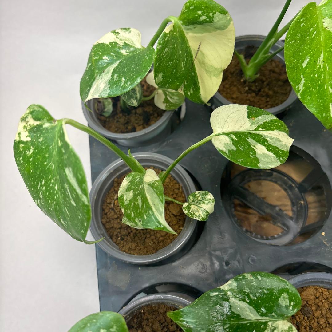 ぷ*慎様 10株セットms35【特別選抜】モンステラ・タイコンステレーション 斑