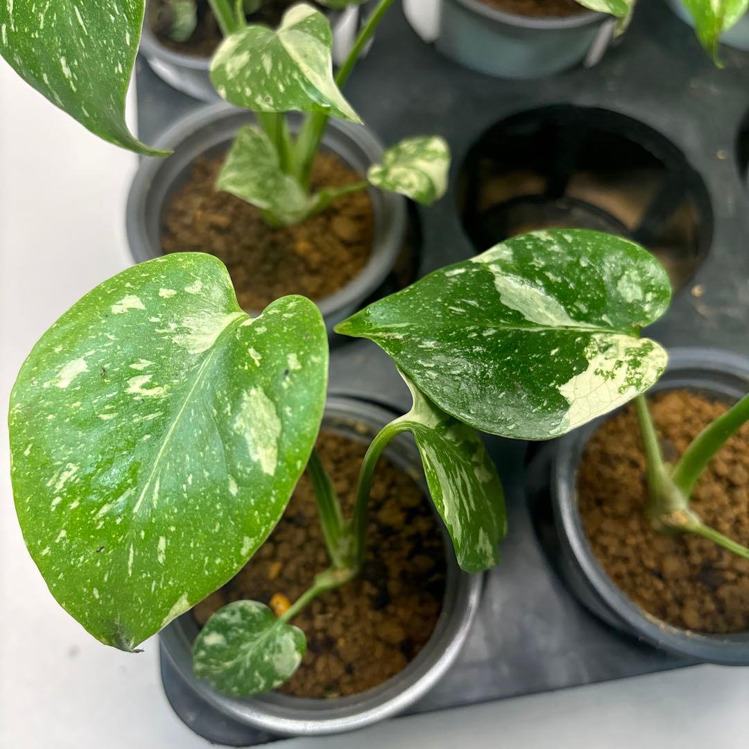 ぷ*慎様 10株セットms35【特別選抜】モンステラ・タイコンステレーション 斑