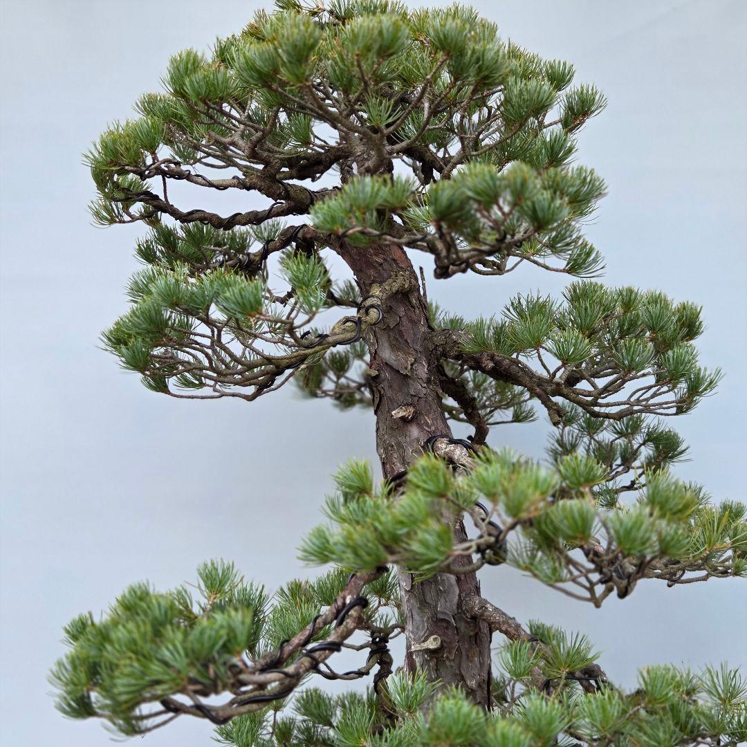 五葉松　[双幹模様木]　大品盆栽