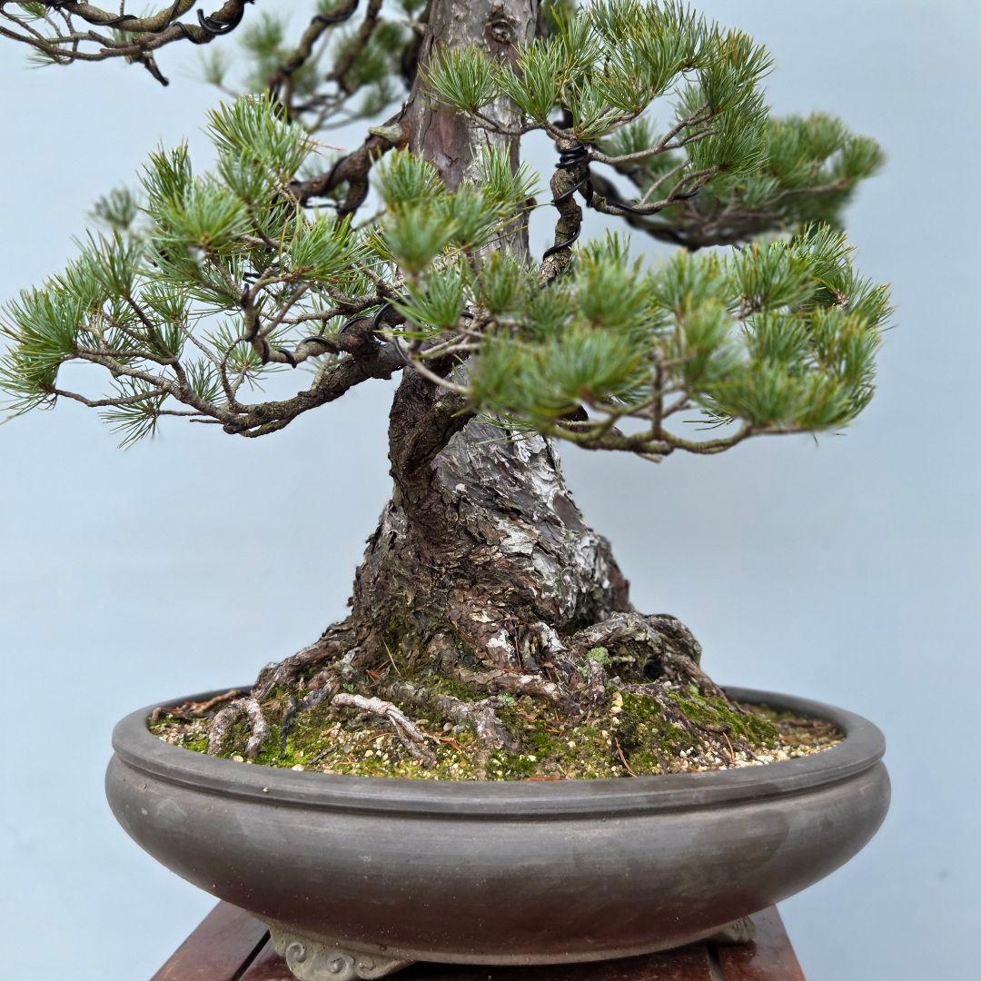五葉松　[双幹模様木]　大品盆栽