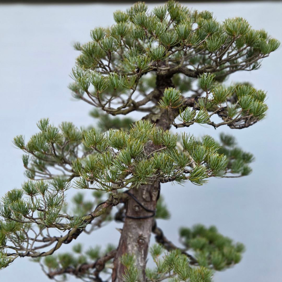 五葉松　[双幹模様木]　大品盆栽