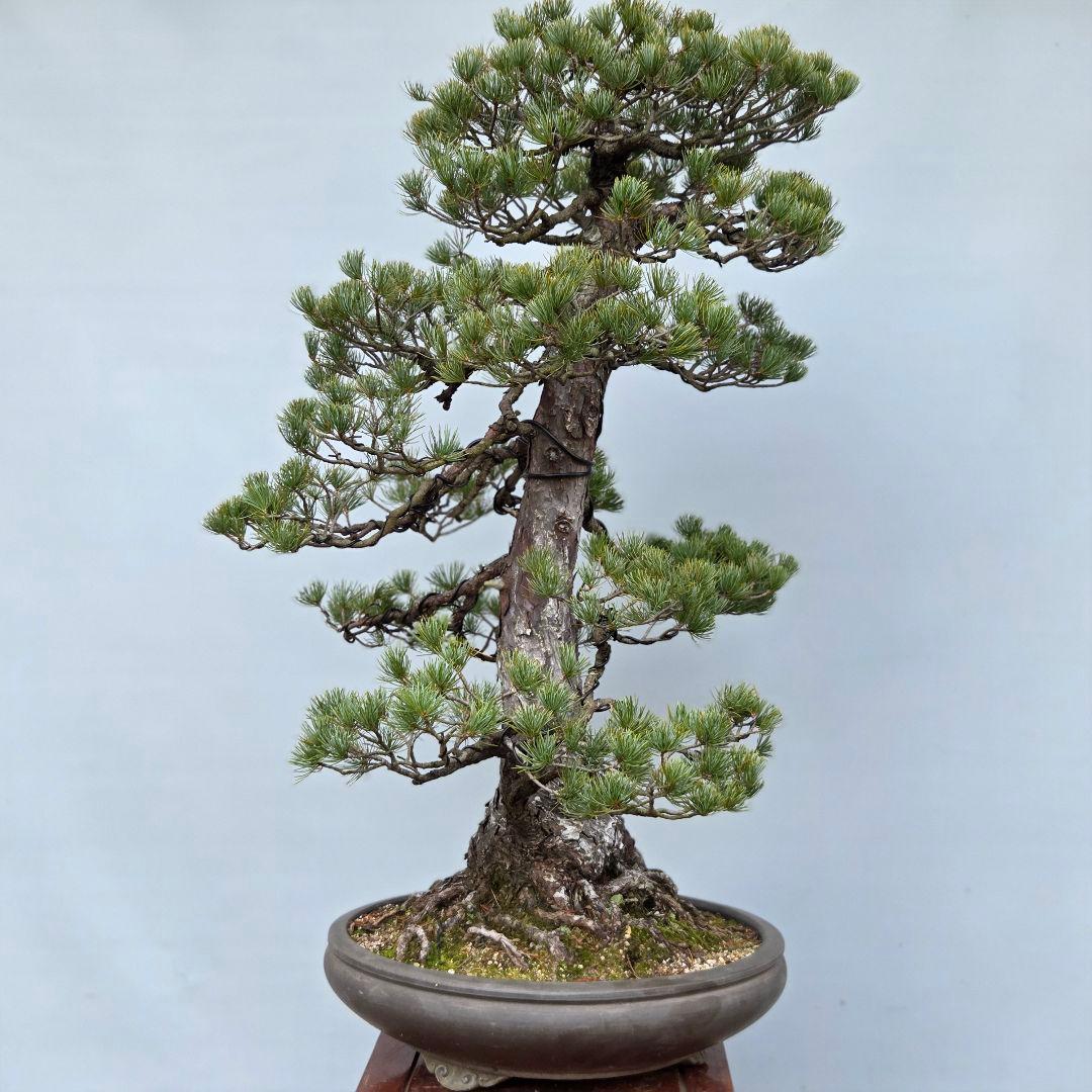 五葉松　[双幹模様木]　大品盆栽