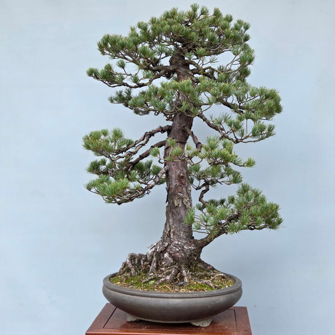 五葉松　[双幹模様木]　大品盆栽