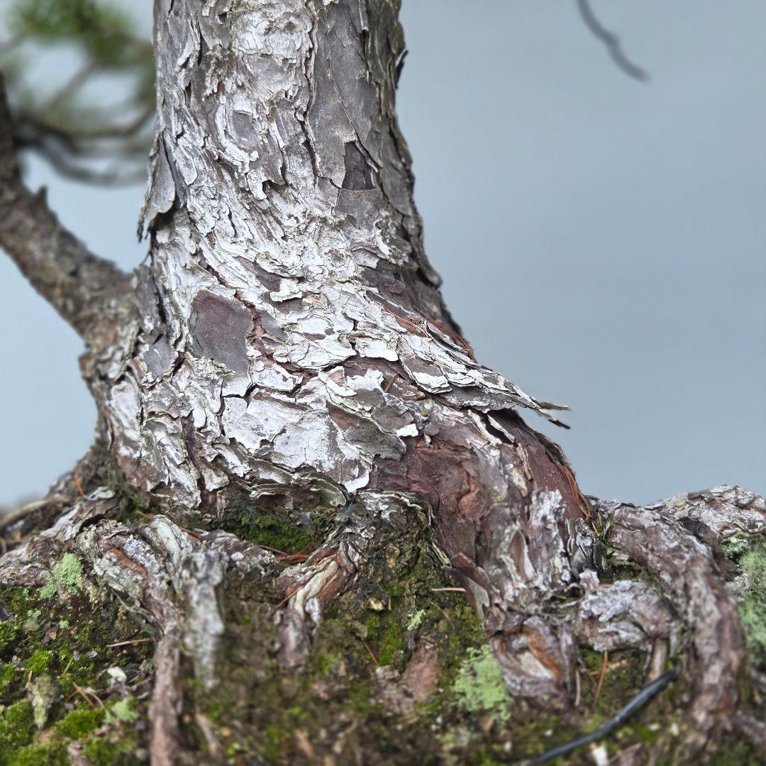 五葉松　[双幹模様木]　大品盆栽