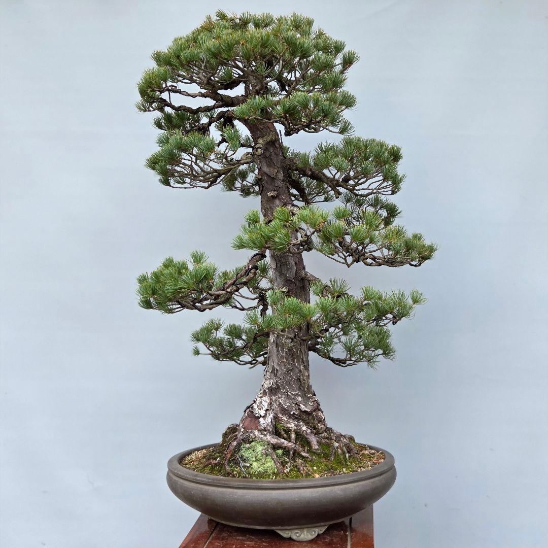 五葉松　[双幹模様木]　大品盆栽