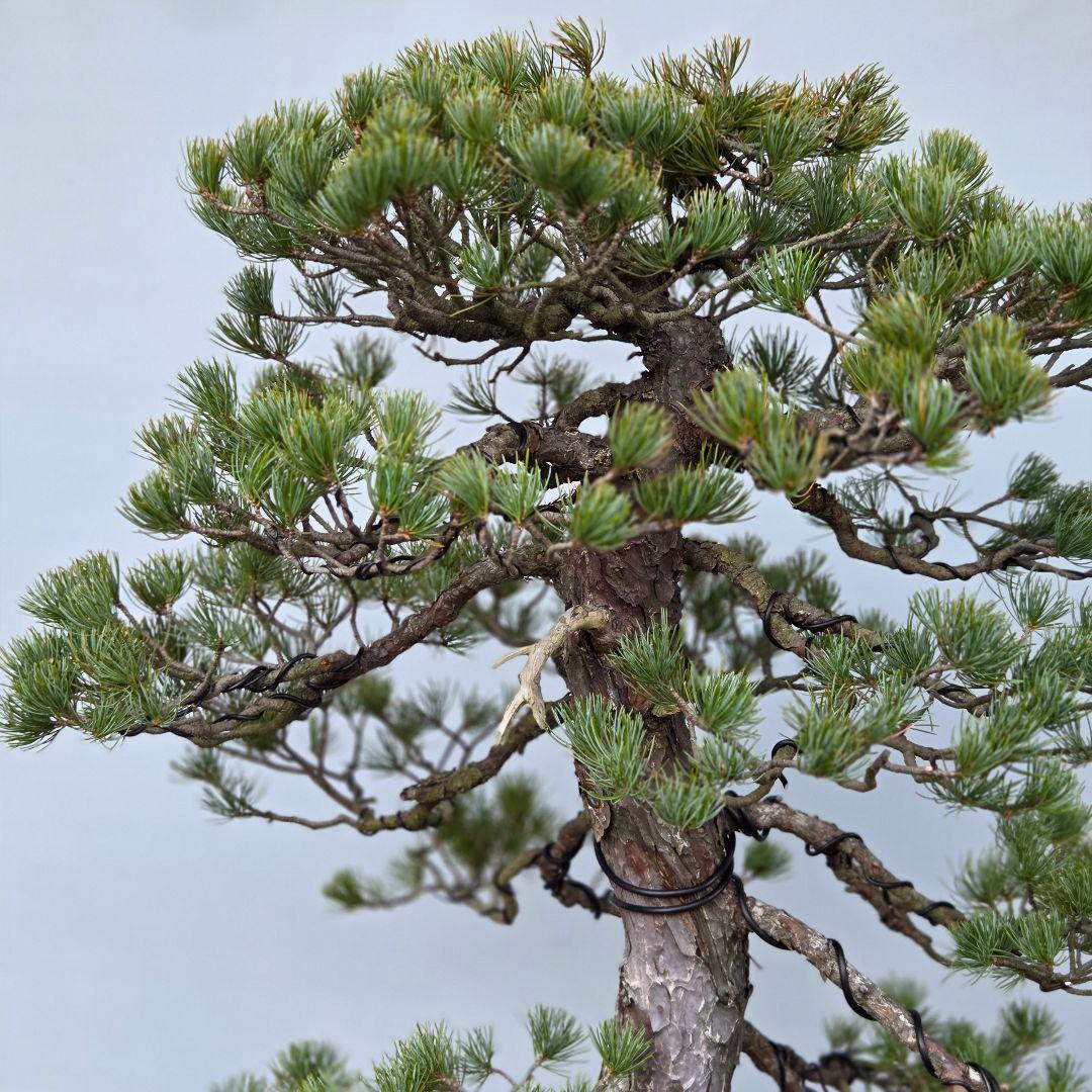 五葉松　[双幹模様木]　大品盆栽