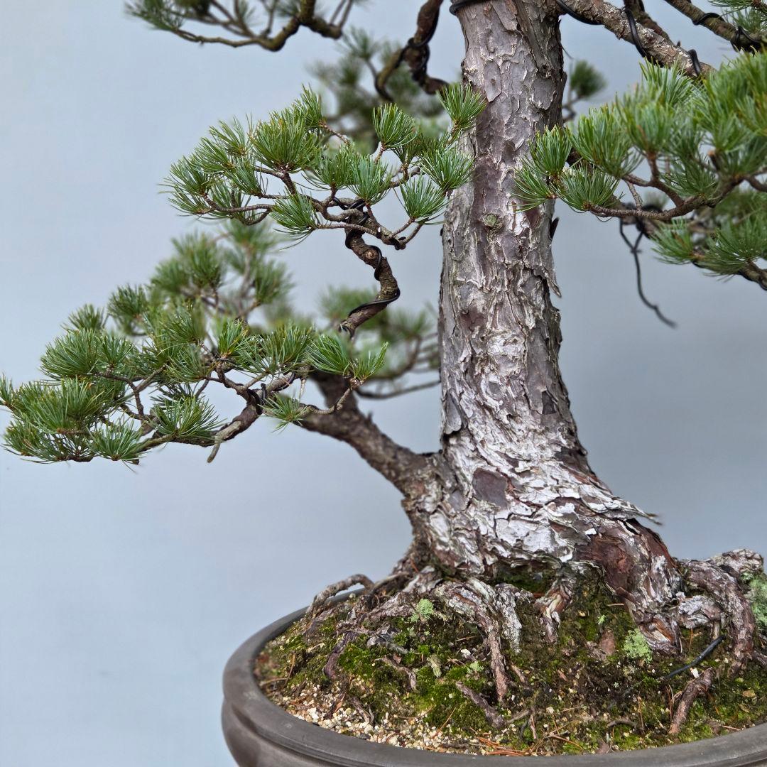 五葉松　[双幹模様木]　大品盆栽