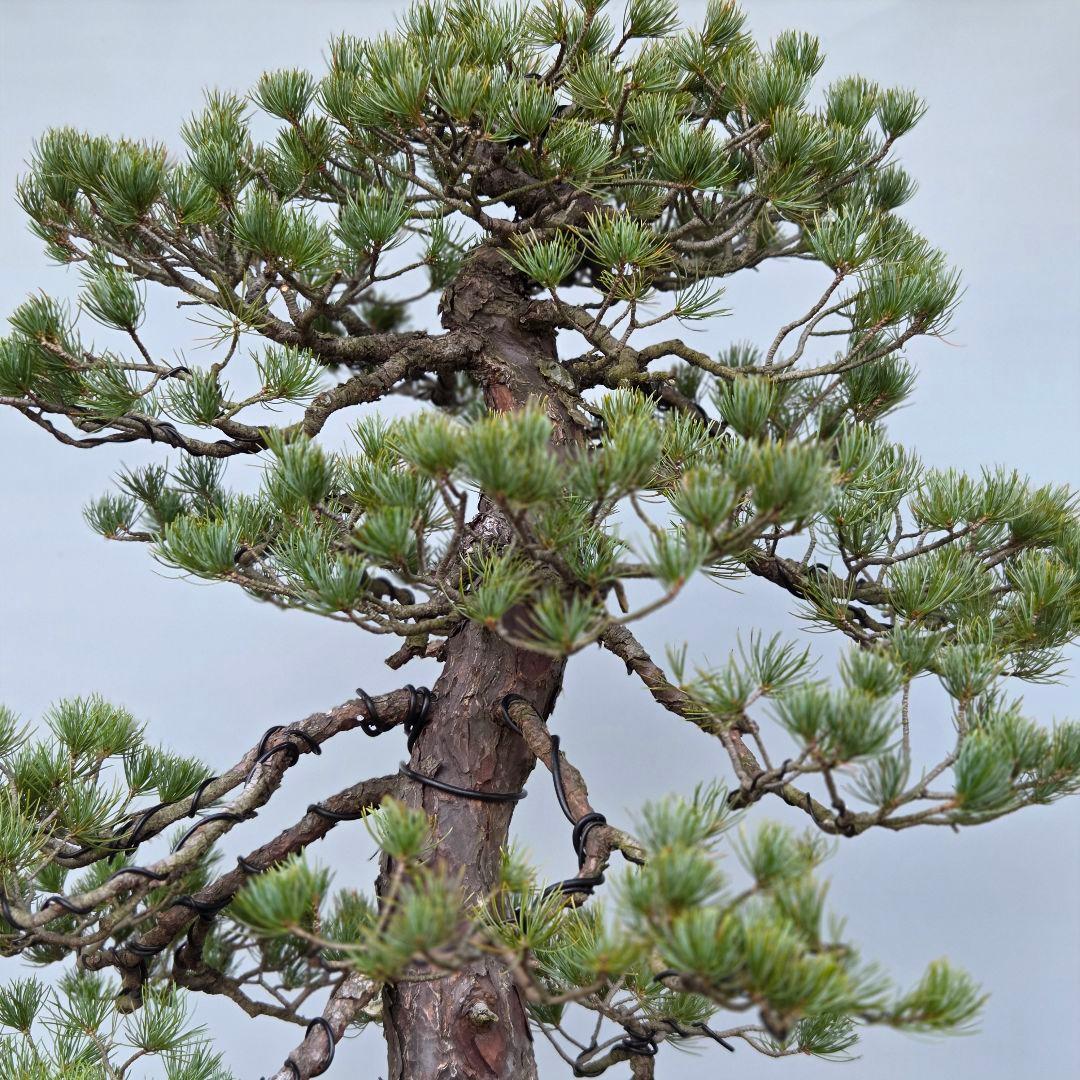 五葉松　[双幹模様木]　大品盆栽